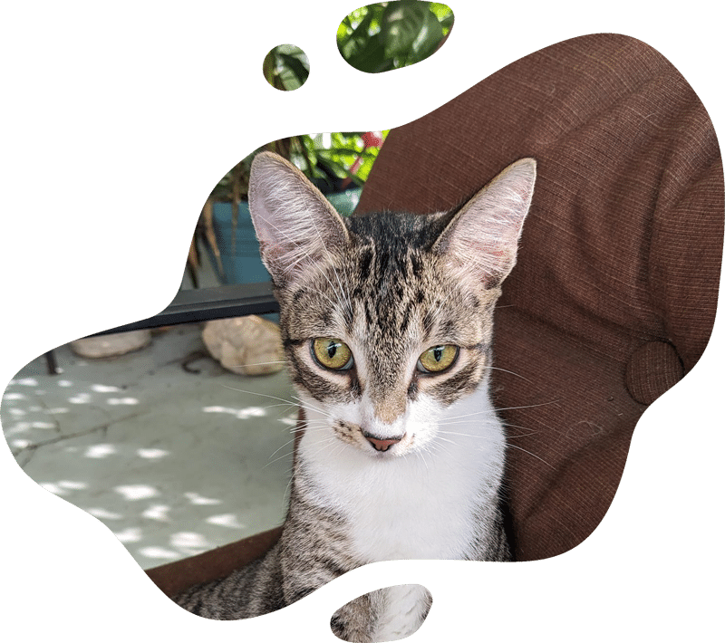 Appointment scheduling policy information for pet owners at Fort Myers veterinary clinic