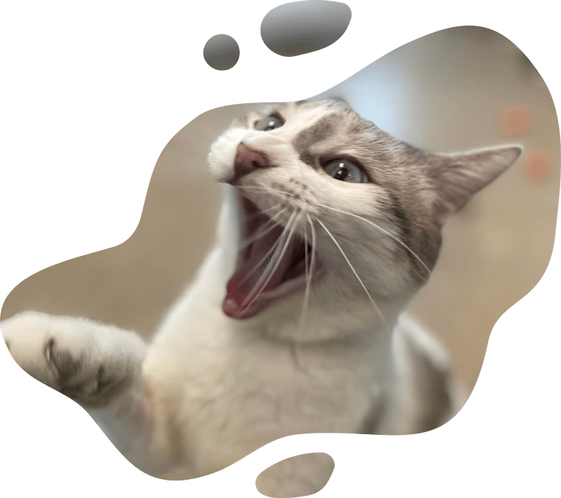 Veterinary dental care services section with pet oral health information
