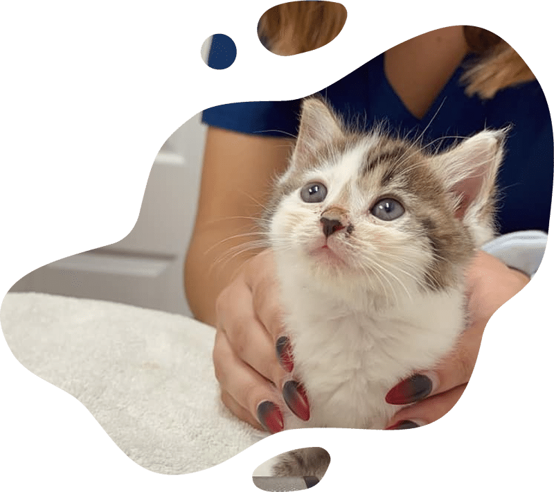 Patient arrival policy information for pet owners at Indian Creek Veterinary Hospital