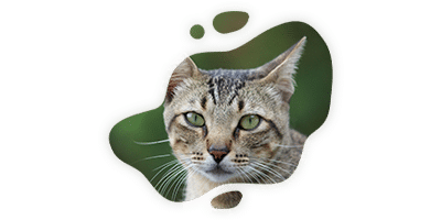Advanced veterinary equipment and treatment facilities
