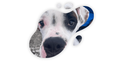 Veterinarian consulting with pet owner about animal health care
